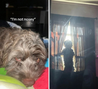 Illustration de l'article : 14 photos de chats et de chiens trop curieux pour leur propre bien