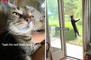 Illustration de l'article : 14 photos de chats et de chiens trop curieux pour leur propre bien