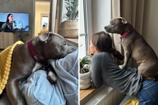 Illustration de l'article : 14 photos de chats et de chiens trop curieux pour leur propre bien