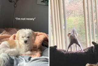 Illustration de l'article : 14 photos de chats et de chiens trop curieux pour leur propre bien