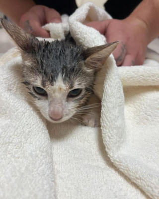 Illustration de l'article : Un refuge partage avec sa communauté sa triste découverte de 15 chats laissés dans des cages durant toute une nuit pluvieuse