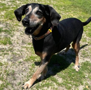 Illustration de l'article : Toujours dans l’attente d’une famille, ce chien qui cumule les jours passés au refuge est pourtant le préféré des bénévoles