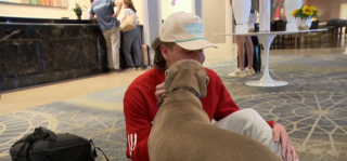 Illustration de l'article : Après un début de vie en refuge, une chienne épouse avec joie sa nouvelle carrière de « responsable du bonheur » dans un hôtel (vidéo)