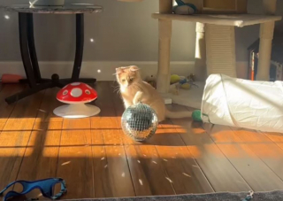 Illustration de l'article : Un chat met l&rsquo;ambiance dans le salon de sa ma&icirc;tresse gr&acirc;ce &agrave; un objet d&eacute;tourn&eacute; en jouet (vid&eacute;o)