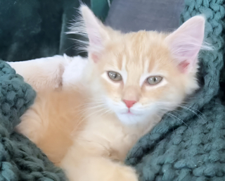 Illustration de l'article : Un chat met l&rsquo;ambiance dans le salon de sa ma&icirc;tresse gr&acirc;ce &agrave; un objet d&eacute;tourn&eacute; en jouet (vid&eacute;o)