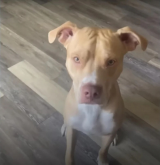 Illustration de l'article : Enfant sage avec sa maîtresse, ce chien devient une pile électrique incontrôlable lorsqu’il est gardé par sa grand-mère (vidéo)