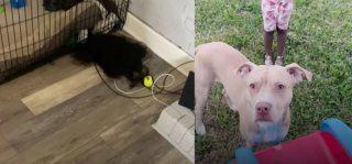 Illustration de l'article : Enfant sage avec sa maîtresse, ce chien devient une pile électrique incontrôlable lorsqu’il est gardé par sa grand-mère (vidéo)