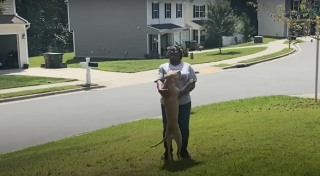 Illustration de l'article : Enfant sage avec sa maîtresse, ce chien devient une pile électrique incontrôlable lorsqu’il est gardé par sa grand-mère (vidéo)