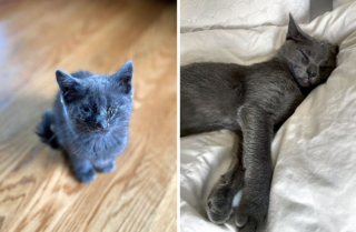 Illustration de l'article : 10 photos de chats métamorphosés par leur adoption