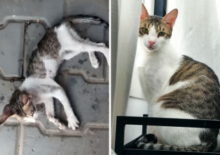 Illustration de l'article : 10 photos de chats métamorphosés par leur adoption