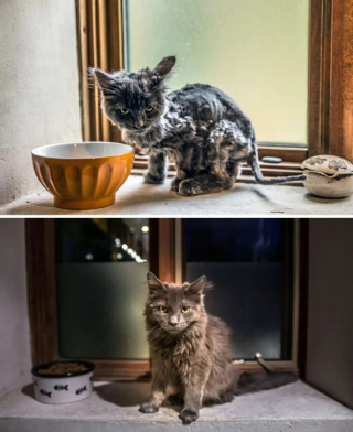 Illustration de l'article : 10 photos de chats métamorphosés par leur adoption