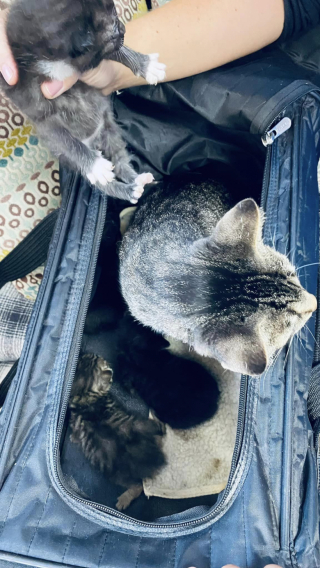 Illustration de l'article : Un refuge doit faire face &agrave; l&rsquo;arriv&eacute;e de 6 chats abandonn&eacute;s devant les locaux et ne compte pas en rester l&agrave;