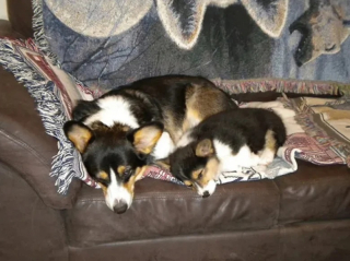 Illustration de l'article : 10 photos de chiens et de chats avec leurs adorables petits