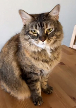 Illustration de l'article : Un chat et un chien pourtant peu complices habituellement se serrent les coudes lors d’un orage (vidéo)