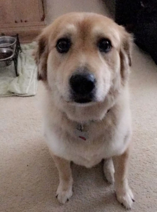 Illustration de l'article : Un chat et un chien pourtant peu complices habituellement se serrent les coudes lors d’un orage (vidéo)