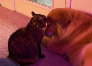 Illustration de l'article : Un chat et un chien pourtant peu complices habituellement se serrent les coudes lors d’un orage (vidéo)