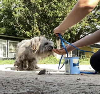 Illustration de l'article : Lors d’un sauvetage, une bénévole fait la rencontre d’une petite chienne rebelle et attendrissante à qui elle promet une belle vie