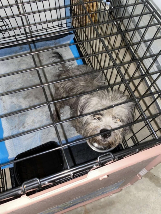 Illustration de l'article : Lors d’un sauvetage, une bénévole fait la rencontre d’une petite chienne rebelle et attendrissante à qui elle promet une belle vie