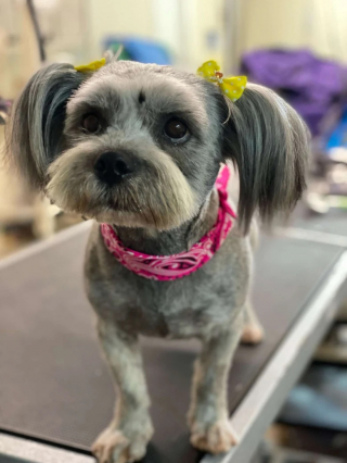 Illustration de l'article : Lors d’un sauvetage, une bénévole fait la rencontre d’une petite chienne rebelle et attendrissante à qui elle promet une belle vie