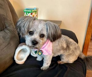 Illustration de l'article : Lors d’un sauvetage, une bénévole fait la rencontre d’une petite chienne rebelle et attendrissante à qui elle promet une belle vie