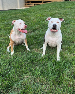 Illustration de l'article : Bientôt grands-parents, les propriétaires de ces 2 chiens se sont donnés pour mission de les habituer précocement à la présence d’un bébé (vidéo)