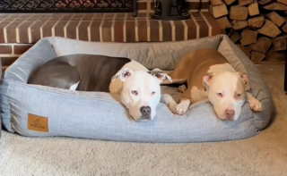 Illustration de l'article : Bientôt grands-parents, les propriétaires de ces 2 chiens se sont donnés pour mission de les habituer précocement à la présence d’un bébé (vidéo)