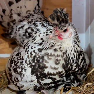 Illustration de l'article : Une poule ayant pris exclusivement sous son aile une portée de chatons suscite l’inquiétude de sa propriétaire (vidéo)