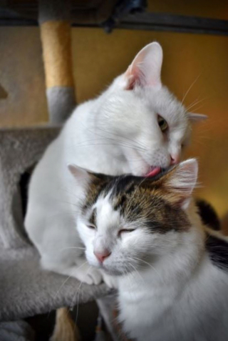 Illustration de l'article : Un chat malvoyant et son accompagnateur félin recherchent la famille idéale souhaitant ouvrir son cœur à un duo particulier (vidéo)