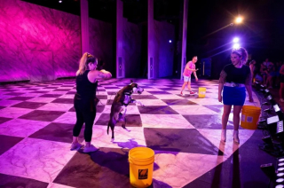 Illustration de l'article : Un chien de refuge au lourd passé brille sur scène lors d’une pièce de théâtre et obtient une visibilité plus que nécessaire