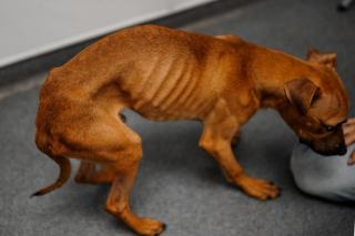 Illustration de l'article : Un pauvre petit chien négligé est sauvé alors qu’il n’avait plus que la peau sur les os