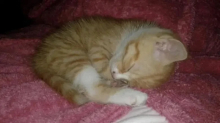 Illustration de l'article : Un chat roux devenu mascotte d’un arrêt de bus reçoit un bel hommage de la part des voyageurs