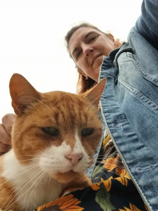 Illustration de l'article : Un chat roux devenu mascotte d’un arrêt de bus reçoit un bel hommage de la part des voyageurs
