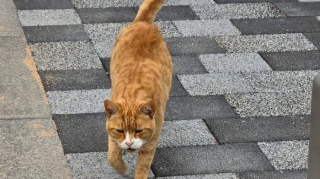 Illustration de l'article : Un chat roux devenu mascotte d’un arrêt de bus reçoit un bel hommage de la part des voyageurs