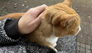 Illustration de l'article : Un chat roux devenu mascotte d’un arrêt de bus reçoit un bel hommage de la part des voyageurs