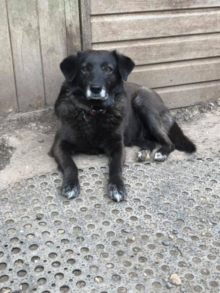 Illustration de l'article : Une chienne s’échappe de la maison pour rejoindre sa maîtresse et toute la ville part à sa recherche