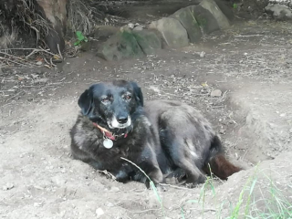 Illustration de l'article : Une chienne s’échappe de la maison pour rejoindre sa maîtresse et toute la ville part à sa recherche
