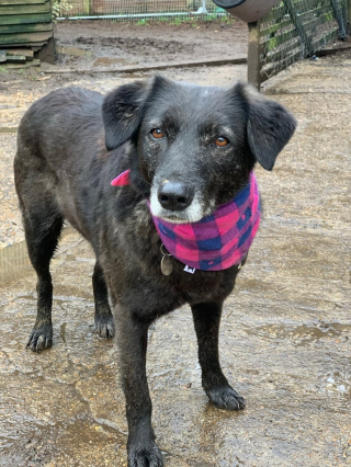 Illustration de l'article : Une chienne s’échappe de la maison pour rejoindre sa maîtresse et toute la ville part à sa recherche