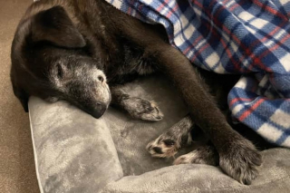 Illustration de l'article : Une chienne s’échappe de la maison pour rejoindre sa maîtresse et toute la ville part à sa recherche