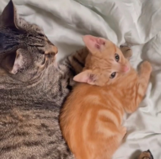 Illustration de l'article : Ce chaton en famille d’accueil est adopté par le chat de la maison (vidéo)