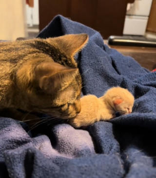 Illustration de l'article : Un chaton nouveau-né est retrouvé parmi des ordures et secouru en catastrophe (vidéo)