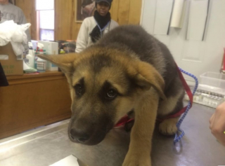 Illustration de l'article : 10 photos de chats et de chiens qui redoutent la visite chez le vétérinaire