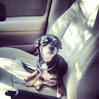 Illustration de l'article : 10 photos de chats et de chiens qui redoutent la visite chez le vétérinaire