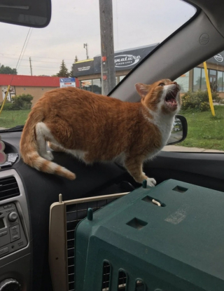 Illustration de l'article : 10 photos de chats et de chiens qui redoutent la visite chez le vétérinaire