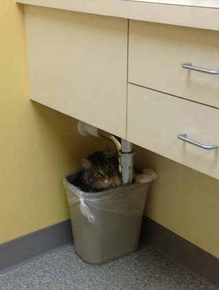 Illustration de l'article : 10 photos de chats et de chiens qui redoutent la visite chez le vétérinaire