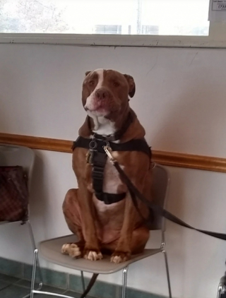 Illustration de l'article : 10 photos de chats et de chiens qui redoutent la visite chez le vétérinaire