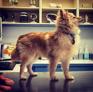 Illustration de l'article : 10 photos de chats et de chiens qui redoutent la visite chez le vétérinaire