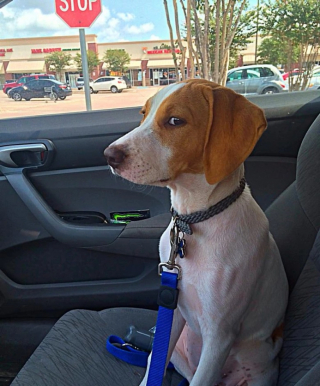 Illustration de l'article : 10 photos de chats et de chiens qui redoutent la visite chez le vétérinaire