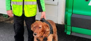 Illustration de l'article : Lors d’une tournée, un livreur croise un chien et comprend que quelque chose ne va pas