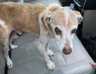 Illustration de l'article : Ce chien errant âgé trouve enfin l’amour pour finir ses jours en paix