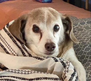 Illustration de l'article : Ce chien errant âgé trouve enfin l’amour pour finir ses jours en paix